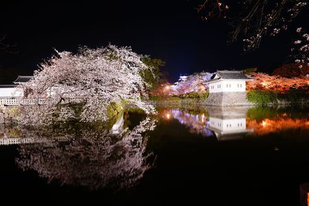 夜桜　小田原城