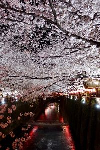 夜桜☾