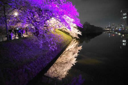 夜桜舞鶴公園ライトアップショー④ラスト