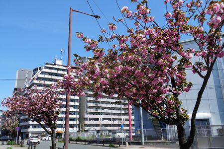 歩道の桜並木