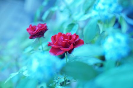 梅雨時の赤い薔薇