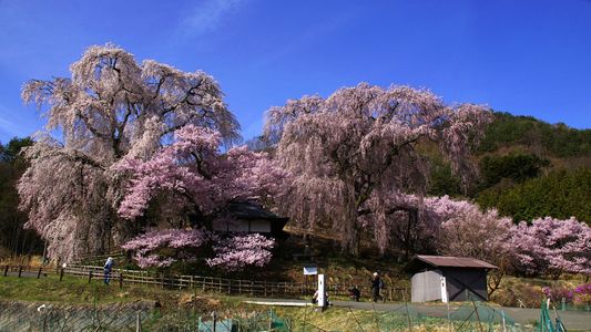 勝間堂の枝垂れ桜