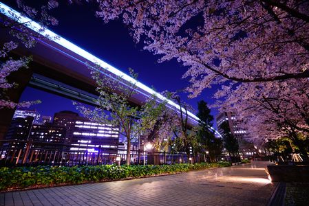 東京モノレールと遊歩道の桜