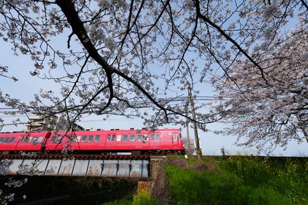 桜の花と赤い名鉄電車