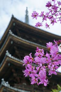 御室仁和寺の五重塔、花につつまれて
