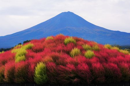 富士山とコキア！