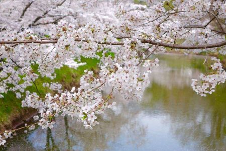 上田城址公園の桜  