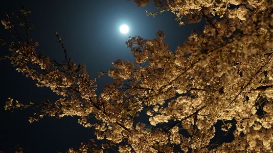 桜と満月