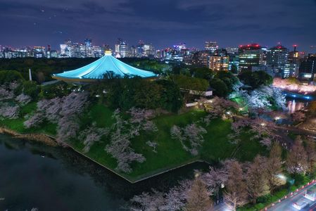 東京夜桜夜景