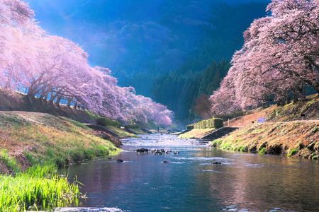 朝陽輝く鮎河千本桜