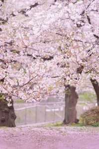 桜色散歩