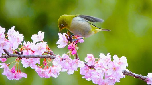 四季暦「メジロさん・桜はきれいですか・美味しいですか」