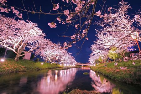 玉湯川の夜桜