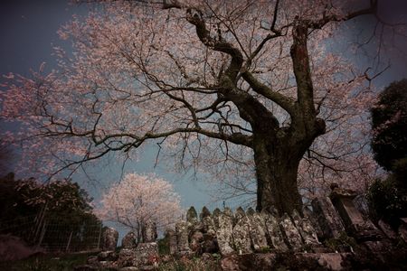 和市の桜