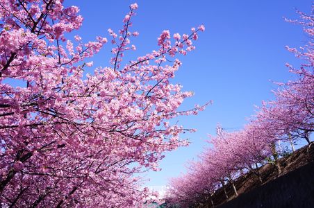空一面の桜色