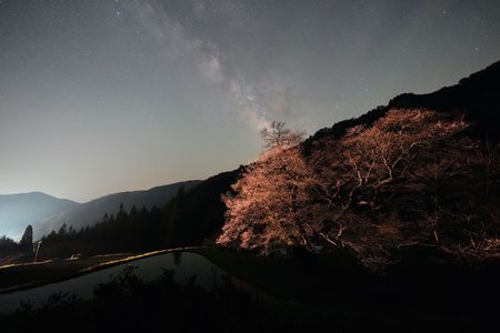 一本桜と天の川