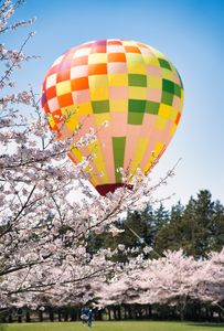気球と桜の共演