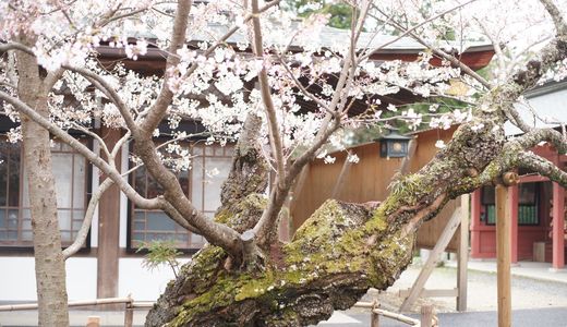 塩竈神社の桜。