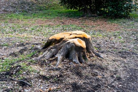 一昨年の台風で折れた木の切り株（冬の京都御所）