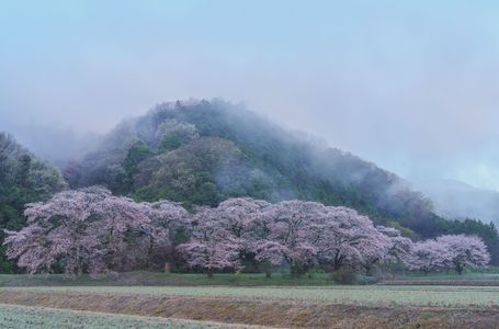 朝靄の佐柄見の桜