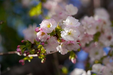 桜はバラ科