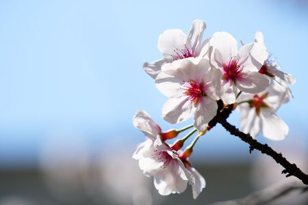 桜撮りの練習