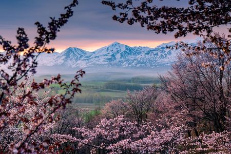 夜明けの曇天桜