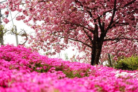 福島　5月　八重桜　芝桜