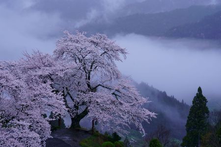 雲上の桜
