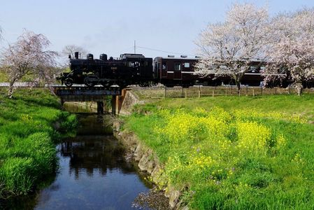 【撮れたて】　「♫春色の汽車に乗って海に連れて行ってよ♫」 in 2024　真岡鐵道