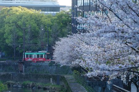 2023熊本城下の桜