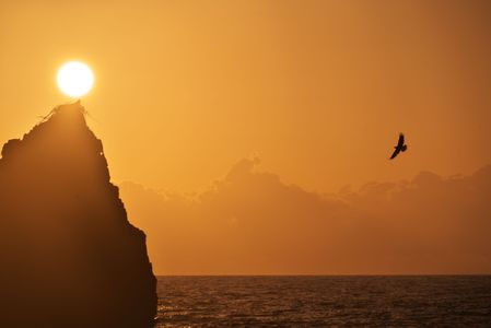 夕日の中の観音岩とミサゴ