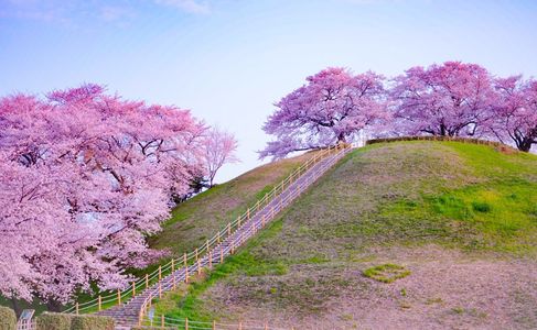 古墳の山頂で満開の桜