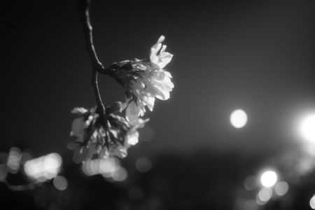 月灯りと夜明けの桜