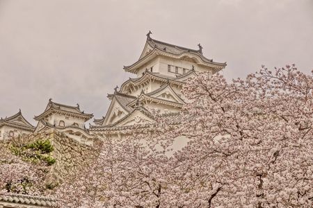 満開の桜と白鷺城