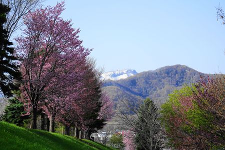土手の桜と手稲山山頂