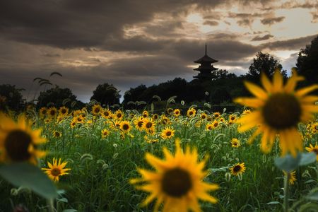 Kokubunji sunflower garden in the evening