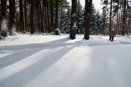 深雪の森を歩く