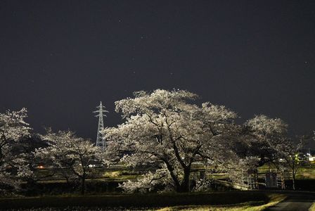 鉄塔と夜桜