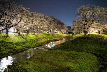 桜と光る川辺