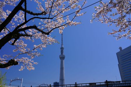 桜花とスカイツリー