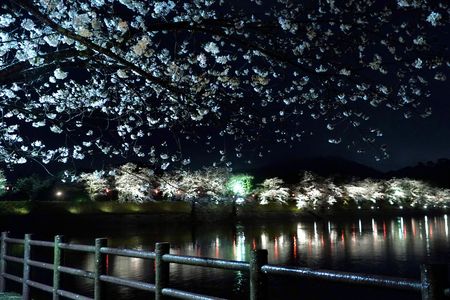 雨夜の桜