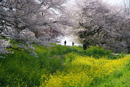 桜と菜の花を愛でる散策