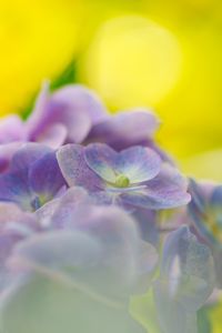 紫陽花͛💠