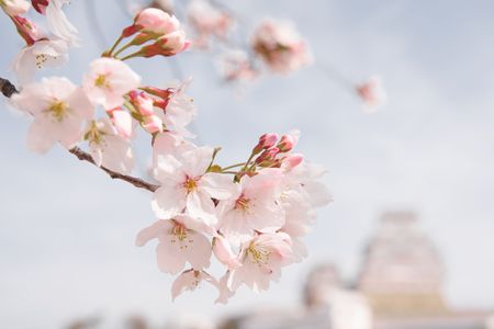 桜そして姫路城