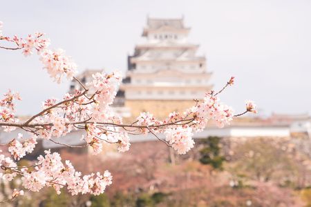 八分咲きの桜と姫路城