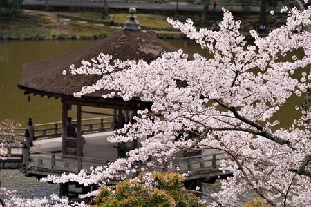 桜の浮見堂