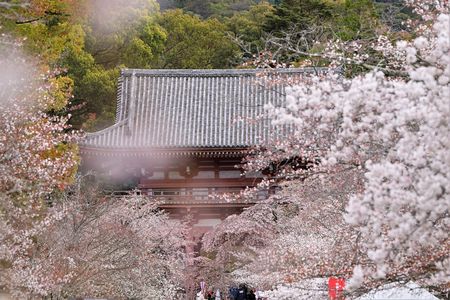 桜の⑪醍醐寺