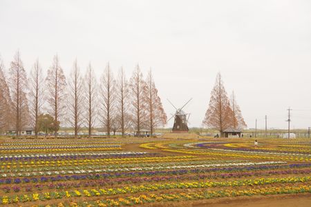 あけぼの山農業公園の風車前花畑