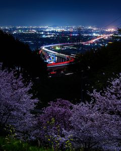 夜桜と夜景と
